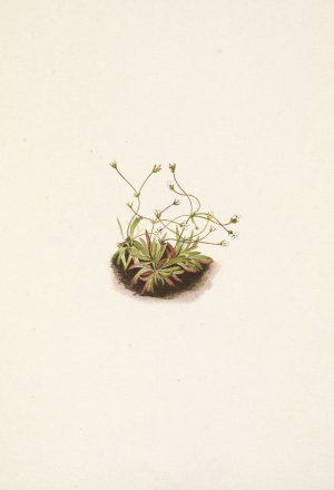 Pygmy Androsace. Androsace subumbellata by Mary Vaux Walcott Oil Painting