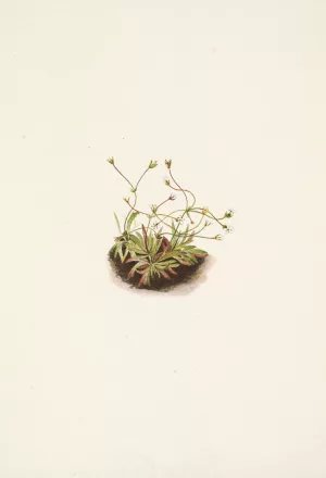 Pygmy Androsace. Androsace subumbellata by Mary Vaux Walcott Oil Painting