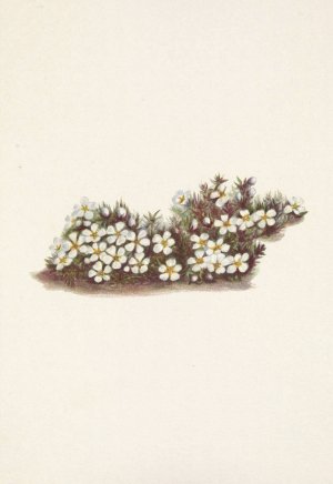 Pyxie. Pyxidanthera barbulata by Mary Vaux Walcott Oil Painting