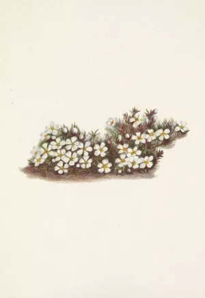 Pyxie. Pyxidanthera barbulata by Mary Vaux Walcott Oil Painting
