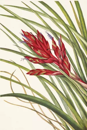 Quill-leaf Tillandsia. Pillandsia fasciculata by Mary Vaux Walcott Oil Painting