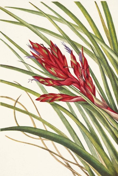 Quill-leaf Tillandsia. Pillandsia fasciculata  by Mary Vaux Walcott - Hand-Painted Oil Painting Reproduction