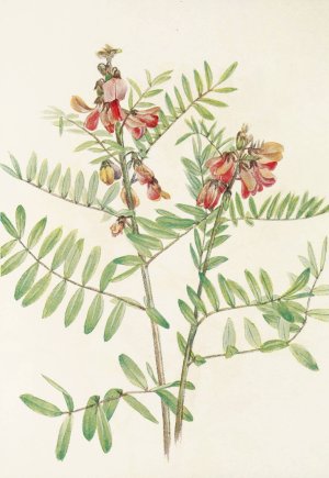 Rabbitbean by Mary Vaux Walcott Oil Painting