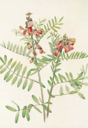 Rabbitbean Oil painting by Mary Vaux Walcott