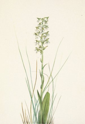 Ragged Fringe-orchid. Habenaria lacera by Mary Vaux Walcott Oil Painting
