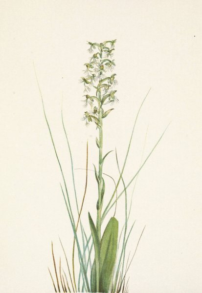 Ragged Fringe-orchid. Habenaria lacera  by Mary Vaux Walcott - Hand-Painted Oil Painting Reproduction