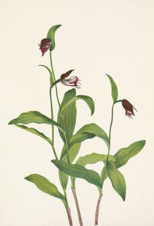 Ramshead Ladyslipper. Cypripedium arietinum by Mary Vaux Walcott Oil Painting