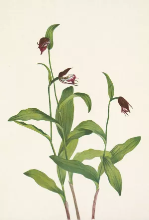 Ramshead Ladyslipper. Cypripedium arietinum by Mary Vaux Walcott Oil Painting