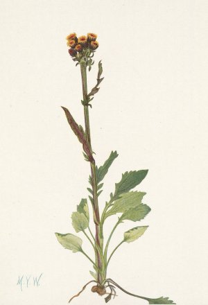 Rayless Groundsel Senecio pauciflorus by Mary Vaux Walcott Oil Painting