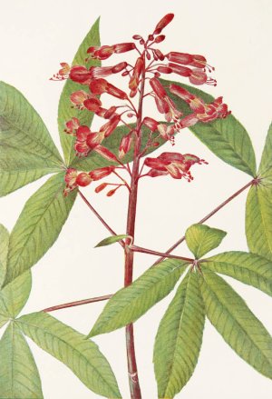 Red Buckeye by Mary Vaux Walcott Oil Painting