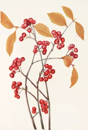 Red Chokeberry Oil painting by Mary Vaux Walcott