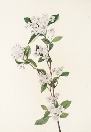 Red Chokeberry by Mary Vaux Walcott Oil Painting