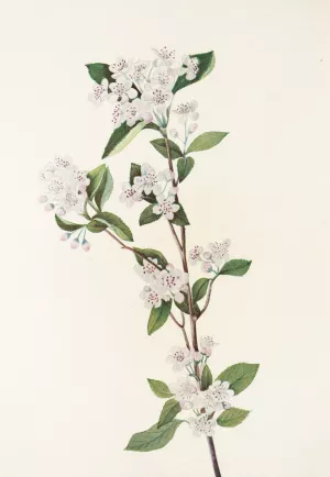 Red Chokeberry by Mary Vaux Walcott Oil Painting
