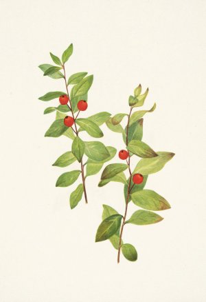 Red Comandra. Comandra livida by Mary Vaux Walcott Oil Painting