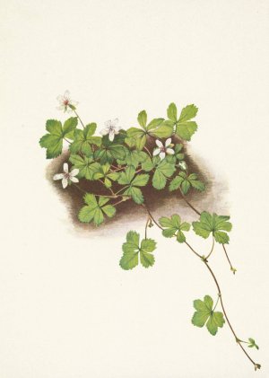 Red Dewberry. Rubus pedatus by Mary Vaux Walcott Oil Painting