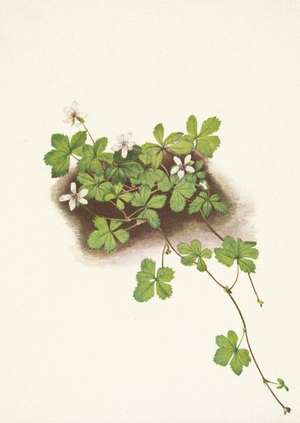 Red Dewberry. Rubus pedatus  by Mary Vaux Walcott - Hand-Painted Oil Painting Reproduction