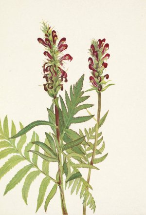 Red-helmet Pedicularis bracteosa Oil painting by Mary Vaux Walcott
