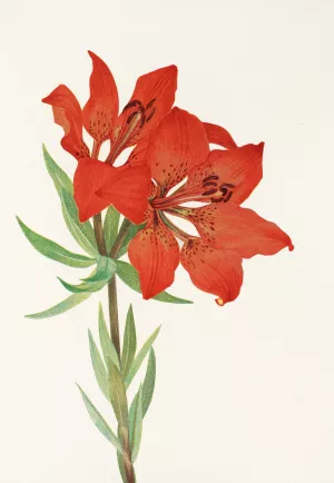 Red Lily by Mary Vaux Walcott Oil Painting