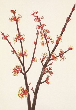 Red Maple. Acer rubrum by Mary Vaux Walcott Oil Painting