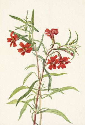 Red Monkeyflower. Diplacus puniceus by Mary Vaux Walcott Oil Painting