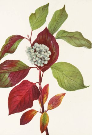 Red-osier Dogwood by Mary Vaux Walcott Oil Painting