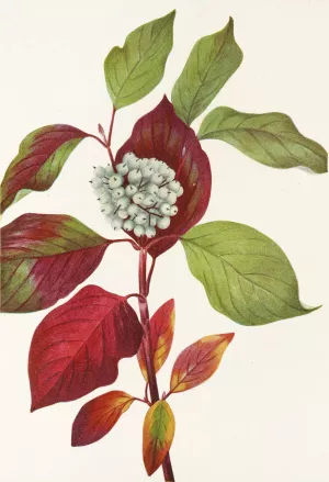 Red-osier Dogwood by Mary Vaux Walcott Oil Painting