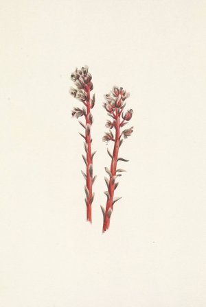 Red Pinesap. Hypopitys lanuginosa by Mary Vaux Walcott Oil Painting