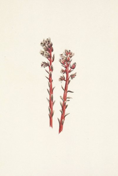 Red Pinesap. Hypopitys lanuginosa  by Mary Vaux Walcott - Hand-Painted Oil Painting Reproduction