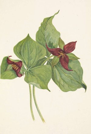 Red Trillium. Trillium erectum by Mary Vaux Walcott Oil Painting