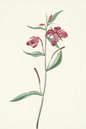 Red Willowweed. Epilobium latifolium by Mary Vaux Walcott Oil Painting