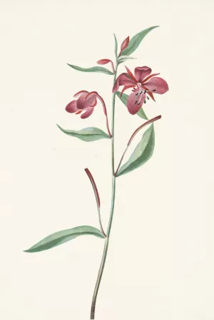 Red Willowweed. Epilobium latifolium Oil painting by Mary Vaux Walcott
