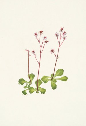 Redstem Saxifrage. Saxifraga lyallii by Mary Vaux Walcott Oil Painting