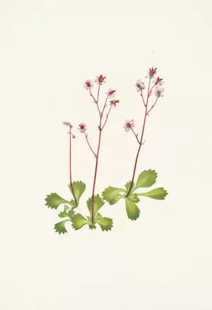 Redstem Saxifrage. Saxifraga lyallii by Mary Vaux Walcott Oil Painting