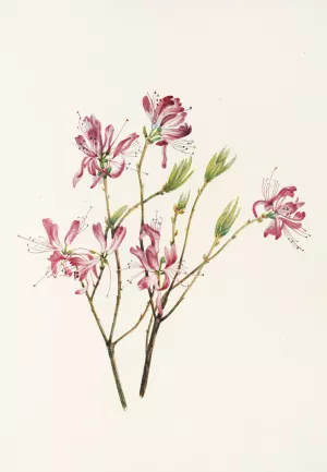 Rhodora Oil painting by Mary Vaux Walcott