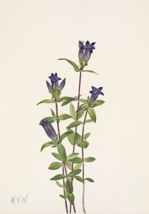 Riverbank Gentian. Gentiana affinis Oil painting by Mary Vaux Walcott