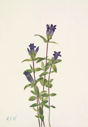 Riverbank Gentian. Gentiana affinis by Mary Vaux Walcott Oil Painting