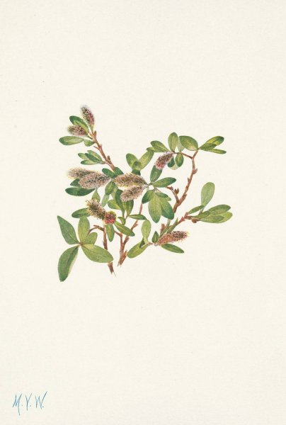 Main Product Photo of Rock Willow. Salix petrophila  Painting by Mary Vaux Walcott