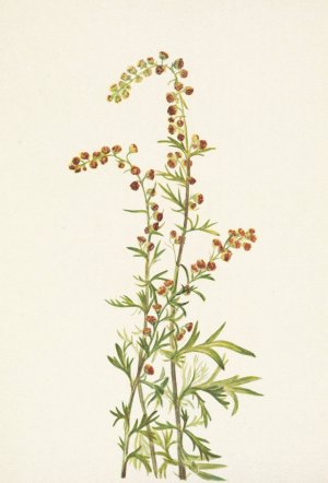 Rock Wormwood. Artemisia discolor by Mary Vaux Walcott Oil Painting