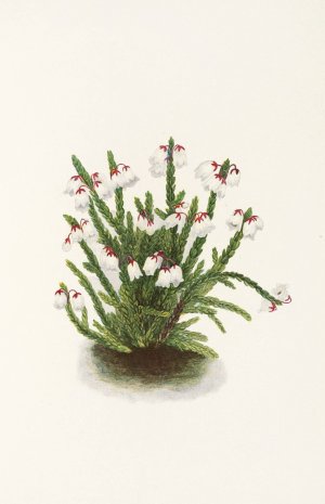 Rocky Mountain Cassiope by Mary Vaux Walcott Oil Painting