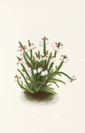 Rocky Mountain Cassiope by Mary Vaux Walcott Oil Painting
