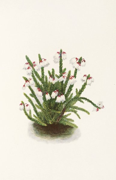 Rocky Mountain Cassiope by Mary Vaux Walcott - Hand-Painted Oil Painting Reproduction