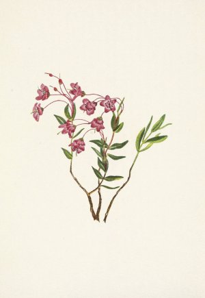 Rocky Mountain Kalmia. Kalmia microphylla by Mary Vaux Walcott Oil Painting