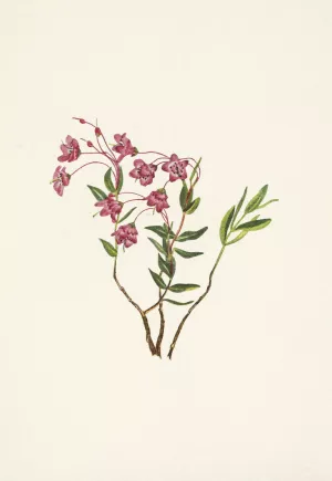 Rocky Mountain Kalmia. Kalmia microphylla by Mary Vaux Walcott Oil Painting