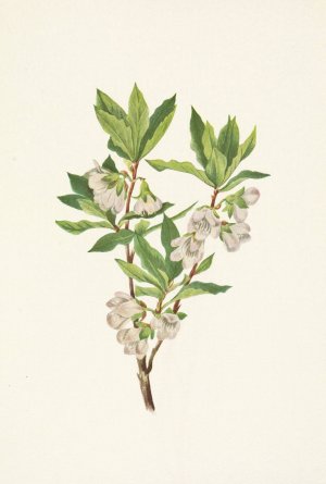 Rocky Mountain Rhododendron. Rhododendron albiflorum by Mary Vaux Walcott Oil Painting