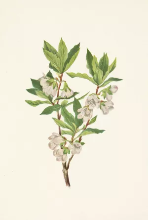 Rocky Mountain Rhododendron. Rhododendron albiflorum by Mary Vaux Walcott Oil Painting