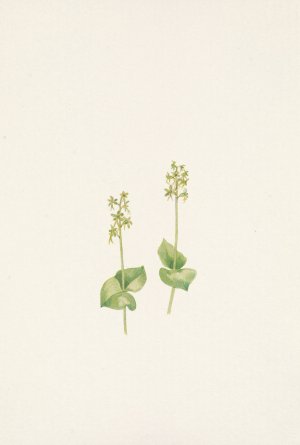 Rocky Mountain Twayblade. Ophrys nephrophylla by Mary Vaux Walcott Oil Painting