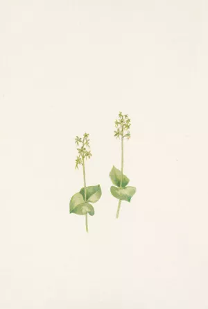 Rocky Mountain Twayblade. Ophrys nephrophylla Oil painting by Mary Vaux Walcott