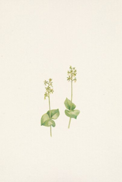 Rocky Mountain Twayblade. Ophrys nephrophylla  by Mary Vaux Walcott - Hand-Painted Oil Painting Reproduction