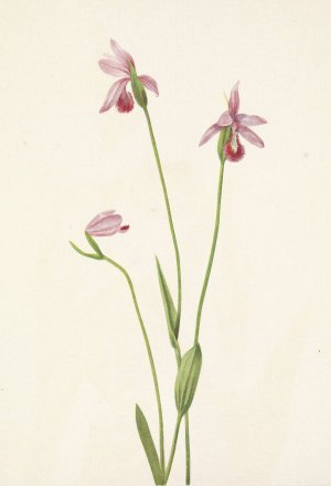 Rose Pogonia. Pogonia ophioglossoides by Mary Vaux Walcott Oil Painting