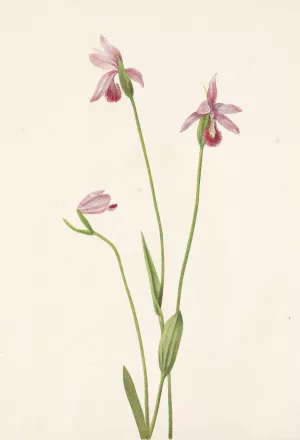 Rose Pogonia. Pogonia ophioglossoides Oil painting by Mary Vaux Walcott